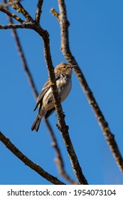 House Sparrow Resting On Top Of A Branch At Swan Lake, Adult House Sparrows Have Brown Upperparts With Dark Streaks On The Back And Are White Underneath With Dark Streaking.