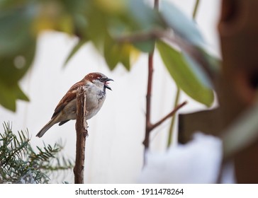 A house sparrow sits on a tree branch with mouth open showing its tongue