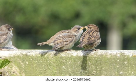 House Sparrow Sitting On A Fence In UK