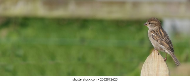 House Sparrow Sitting On A Fence In The UK