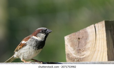 House Sparrow Sitting On A Fence In The UK