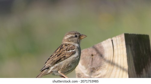 House Sparrow Sitting On A Fence In The UK