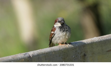 House Sparrow Sitting On A Fence In The UK