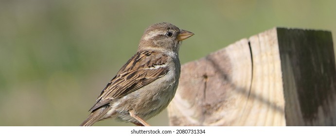 House Sparrow Sitting On A Fence In The UK