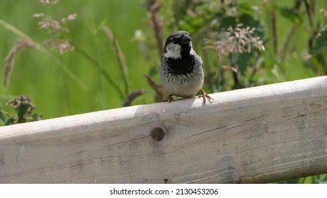 House Sparrow Sitting On A Fence In The UK