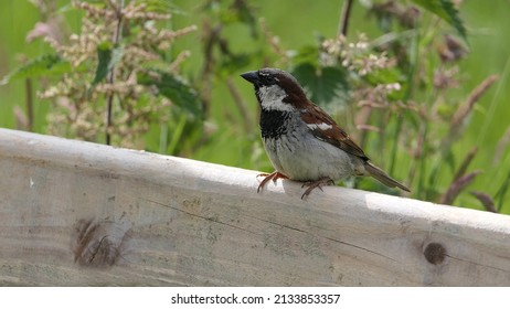 House Sparrow Sitting On A Fence In The UK