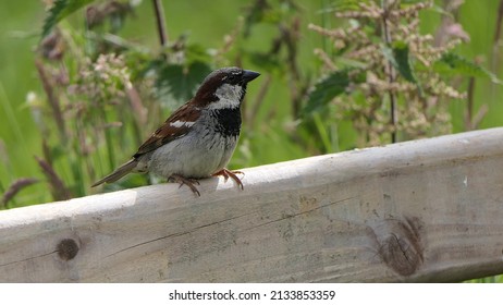 House Sparrow Sitting On A Fence In The UK