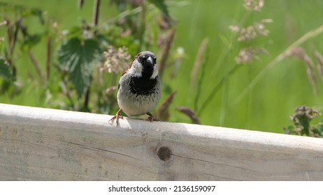 House Sparrow Sitting On A Fence In The UK