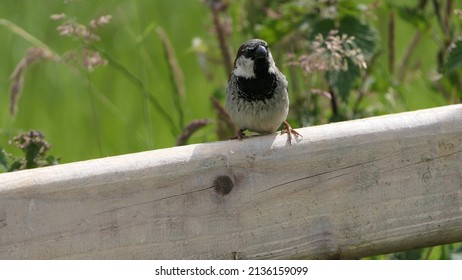 House Sparrow Sitting On A Fence In The UK