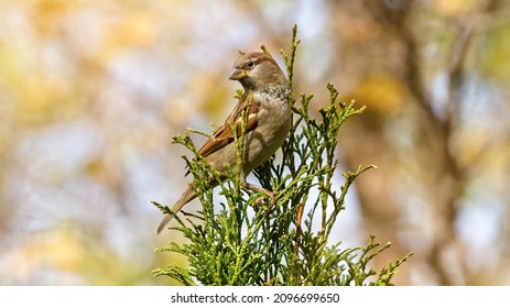 House Sparrow sitting on top of a branch.