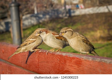 House sparrow sitting outside. Urban birds. Tree sparrow