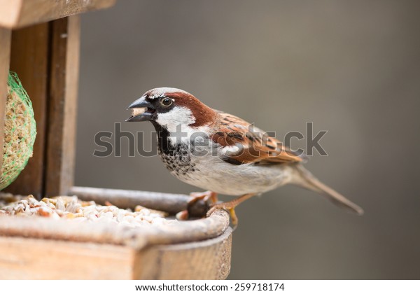 House Sparrow Suet Pellet Bill On Stock Photo Edit Now 259718174