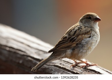 House Sparrow, True sparrows, or Old World Sparrow,