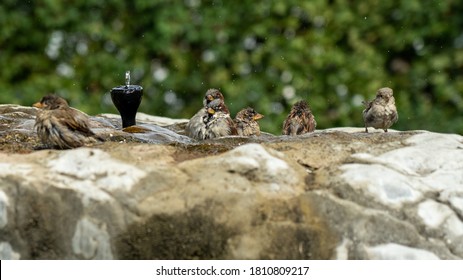 House Sparrows Bathing In A Bird Bath Splashing Water