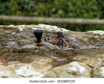 House Sparrows Bathing In A Bird Bath Splashing Water