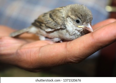 house sparrows are the most common bird but rare to see sparrow as pet . sparrow are not only cute but also very friendly. in this picture sparrow is in hand
