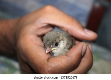 house sparrows are the most common bird but rare to see sparrow as pet . sparrow are not only cute but also very friendly. in this picture sparrow is in hand