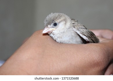 house sparrows are the most common bird but rare to see sparrow as pet . sparrow are not only cute but also very friendly. in this picture sparrow is in hand