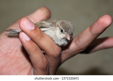 house sparrows are the most common bird but rare to see sparrow as pet . sparrow are not only cute but also very friendly. in this picture sparrow is in hand
