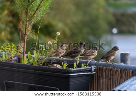 House sparrows on a balcony flower box after eating some bird seeds, natural balcony planting