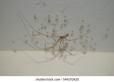 House Spider With Babies!