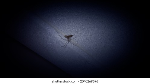 A House Spider In The Dark With Eggs On The Ceiling. Known As The Pholcus Phalangioides, Also Called The Daddy Long Legs Spider Or Long Bodied Cellar Spider.