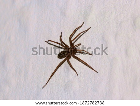 Similar – Image, Stock Photo Close-up of a spider