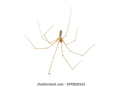 House Spider On White Backboard 