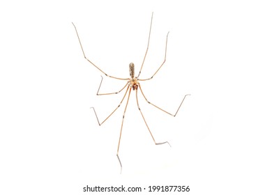 House Spider On White Backboard 