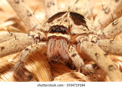 A House Spider Photographed On A Coir Carpet. 