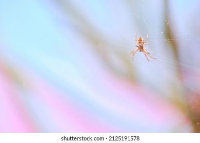 House Spider Of Suborder Araneomorphae; Perched On Its Web Guarding Its Freshly Hunted Food, An Even Smaller Fly.