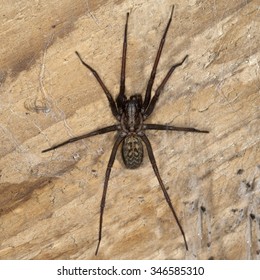 House Spider; Tegenaria Atrica