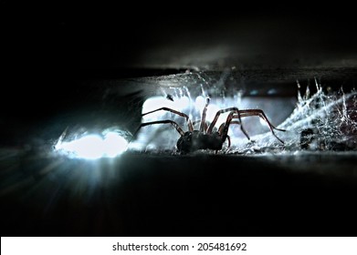 House Spider (Tegenaria Atrica) In Backlight