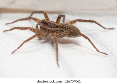 House Spider (Tegenaria Domestica)