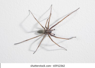 House Spider (tegenaria Domestica)