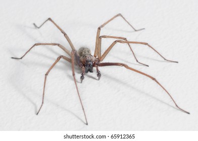 House Spider (tegenaria Domestica)