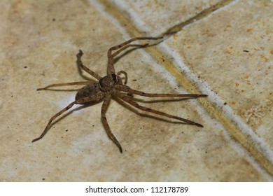 House Spider Walking