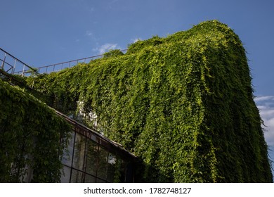 144 Ivy wrapped house Images, Stock Photos & Vectors | Shutterstock