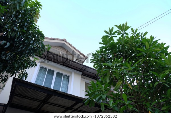 House with\
tree, tree around the house, home\
sweet
