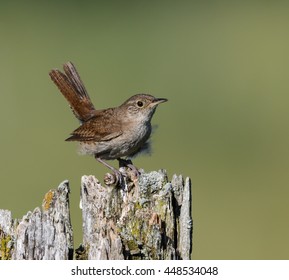 House Wren