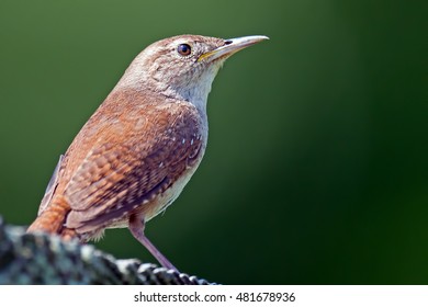 House Wren