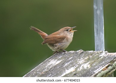 House Wren