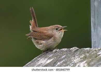 House Wren