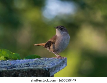 A House Wren Checking Out Nest Box