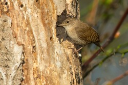 A House Wren Is Looking Into Its Nest Cavity In A Dead Tree. Rondeau Provincial Park, Chatham-Kent, Ontario, Canada.