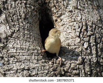 House Wren In The Nest