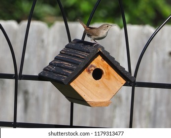 House Wren On Bird House