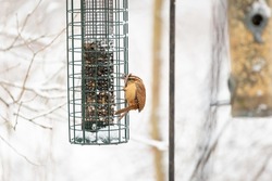 House Wren On Bird Feeder In Winter