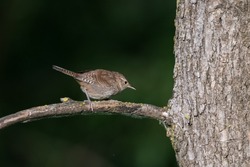 House Wren Perched On Branch