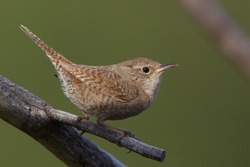 House Wren Perched On Pine Tree Branch With A Natural Green Background, Cascade Mountains, Washington